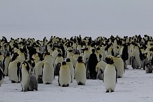 Emperor Penguin colonies, Antarctica