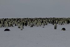Emperor Penguin colonies, Antarctica