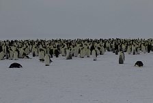 Emperor Penguin colonies, Antarctica