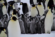 Huddle of penguin chicks