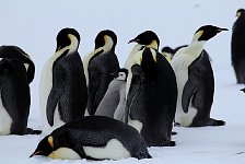 Emperor Penguin colonies, Antarctica