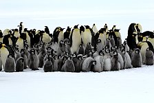 Huddle of penguin chicks