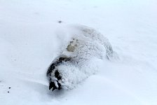 Dead penguin chick