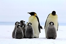 Emperor Penguin colonies, Antarctica