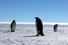 Emperor Penguin colonies, Antarctica