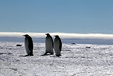 Emperor Penguin colonies, Antarctica