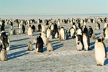 Emperor Penguin colonies, Antarctica