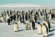 Emperor Penguin colonies, Antarctica