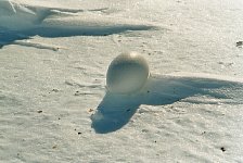 Emperor penguin egg