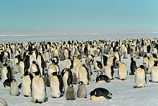 Emperor Penguin colonies, Antarctica