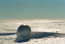 Emperor penguin egg