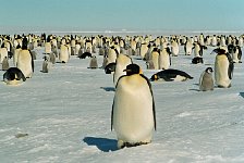 Emperor Penguin colonies, Antarctica