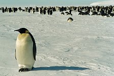 Emperor Penguin colonies, Antarctica