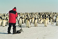 Emperor Penguin colonies, Antarctica