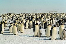 Emperor Penguin colonies, Antarctica