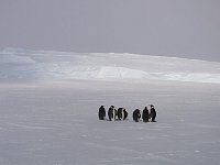 Emperor Penguin colonies, Antarctica