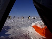 Penguins as seen from tent