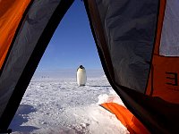 Penguin as seen from tent