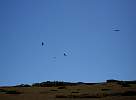 Birds of prey at Brazil coast