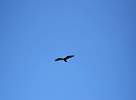 Bird of prey at Brazil coast