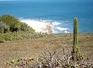 Cactus at Brazil coast