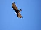 Bird of prey at Brazil coast