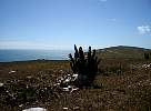 Cactus at Brazil coast 