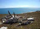 Cactus at Brazil coast