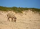 Donkey at Brazil coast