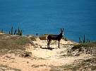 Donkey at Brazil coast