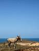 Donkey at Brazil coast