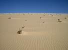 Jericoacoara dunes