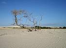 Tree at beach near Jericoacoara