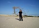 Tree at beach near Jericoacoara