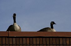 Geese in Calgary