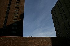 Geese in Calgary