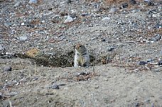 Whitehorse gopher