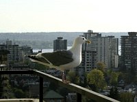 Seagull on balcony