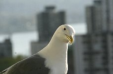 Seagull on balcony