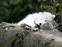 Arctic Fox