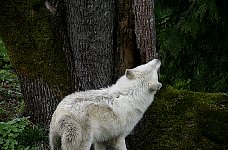 Arctic Wolf