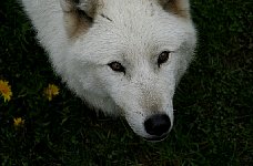 Arctic Wolf