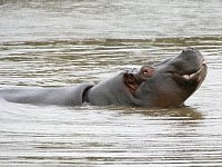 Happy Hippo