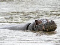 Happy Hippo