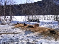 Dogs at camp ground near Dawson City