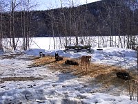 Dogs at camp ground near Dawson City