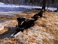 Dogs at camp ground near Dawson City