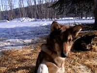 Arwen at Dawson City campground City