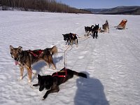 Dogsled ready to go