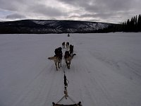 Dogs running on Yukon River